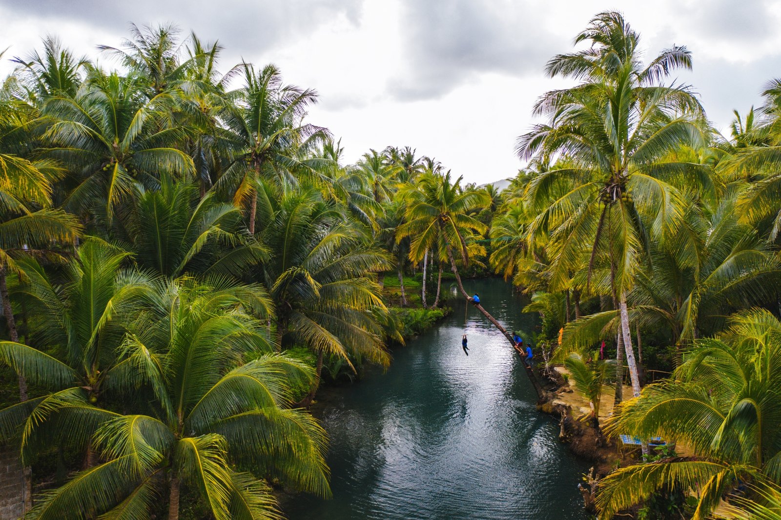 leaning-palm-at-maasin-river-siargao